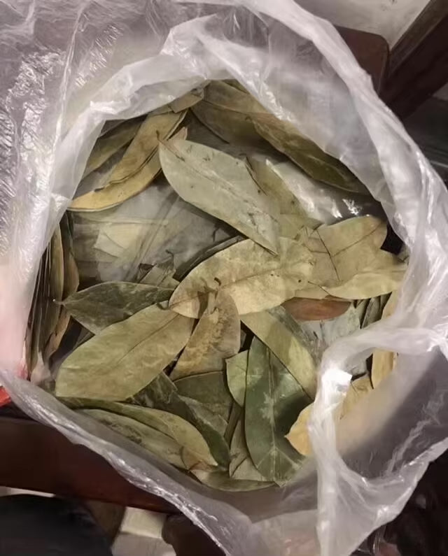 Premium Soursop Leaves (2oz) – 100% Organic, Handpicked, Sun-Dried