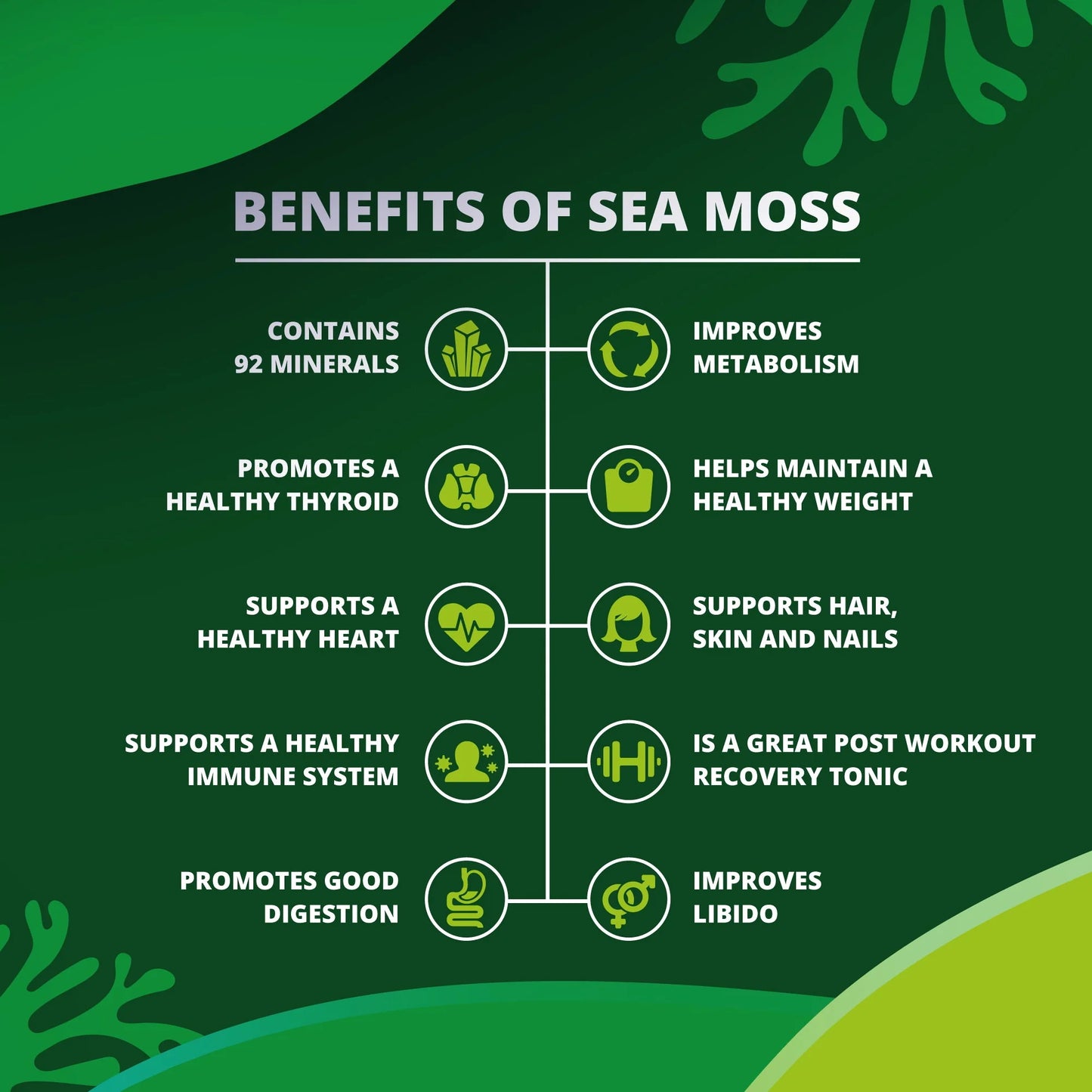Wildcrafted Dried Golden Sea Moss – 4oz | 100% Organic Superfood for Immunity & Wellness